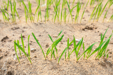Newly sprouted wheat seedlings, North China
