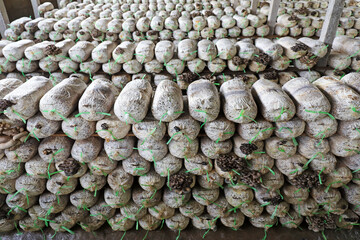 Edible fungus bags are placed in the greenhouse, North China