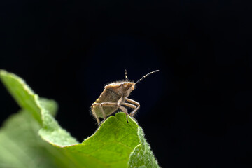 Stink bugs inhabit leaves in the wild, North China