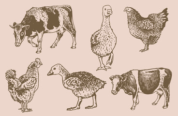 Vector vintage collection of farm animals , rural wildlife elements for design,coloring and printing