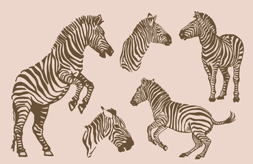 Fototapeta na wymiar Vector sepia collection of zebras, graphical elements of zebra. Abstract stripy animals