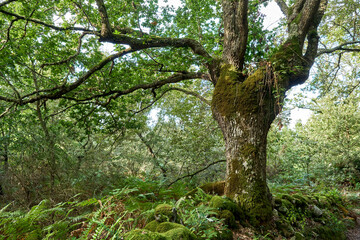 Ancient pedunculate oak tree