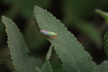 Leaf cicada on wild plants, North China