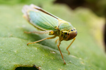 Leaf cicada on wild plants, North China