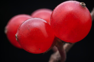 Honeysuckle fruit is in the wild botanical garden, North China