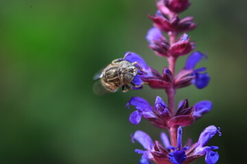 Stink bug on plants, North China