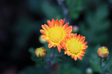 Wild plant flowers in the natural environment