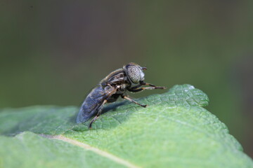 Aphid eating flies inhabit wild plants in North China