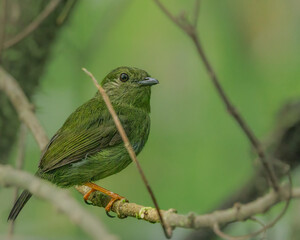 A small bird perched on a tree branch perfectly masked in the foliage