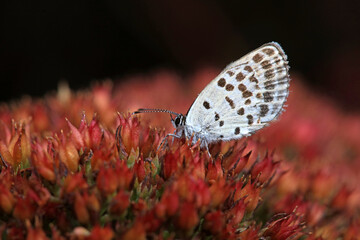 Lepidoptera insects in the wild, North China