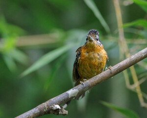 A small bird perched on a tree branch