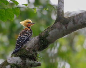 A yellow-headed woodpecker sitting on a tree branch