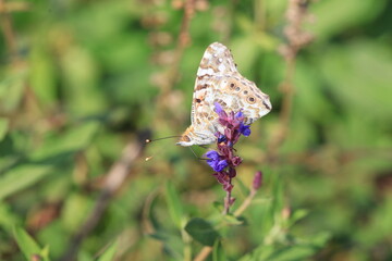 Butterflies inhabit wild plants in North China