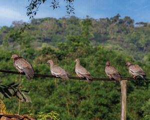 A bunch of wild pigeons warming under the sun on a wire