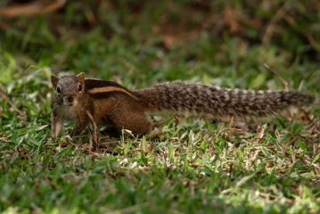 Three striped Palm Squirrel from Sri Lanka.