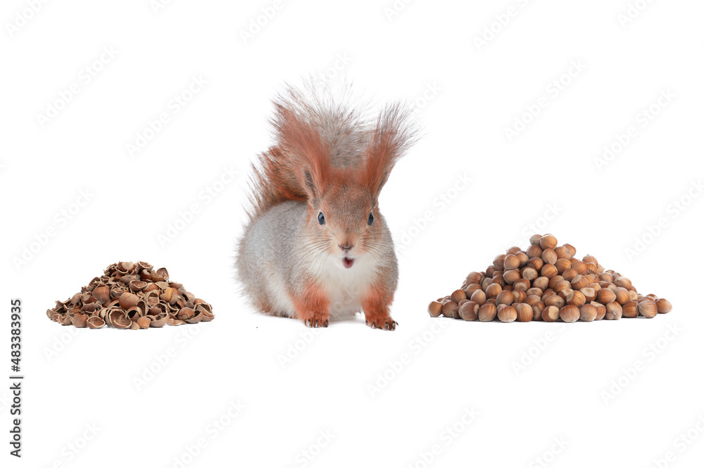 Sticker squirrel sits between slides hazelnuts on a white background