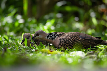 Two spotted pigeons looking for food in the grass