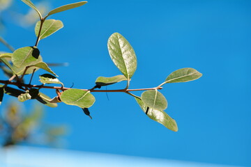 spring leaves on a branch
