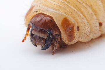Gill golden turtle larvae on a white background, North China