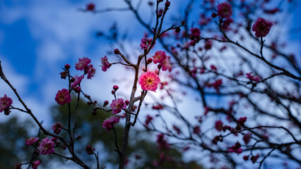 日本　１月の赤ピンクの梅の花