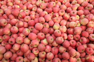 Piles of apples are in an orchard, North China