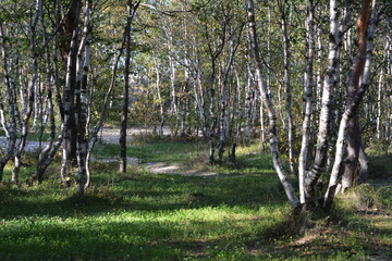 Obraz premium Birch forest