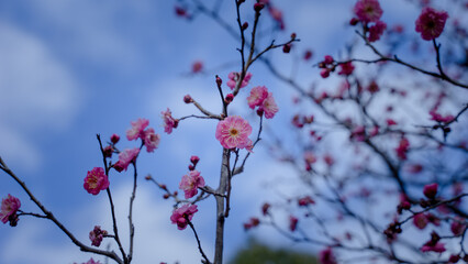 日本　１月の赤ピンクの梅の花