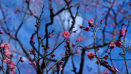 日本　１月の赤ピンクの梅の花