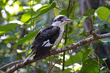 Australian kookaburra in the forest