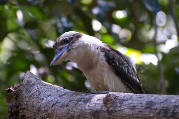 Australian kookaburra in the forest