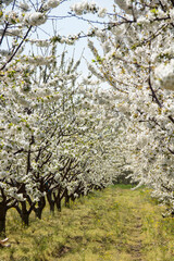 Blooming cherry garden. Rows of fruit trees with white flowers on the branches in spring in Bulgaria. European private farming.