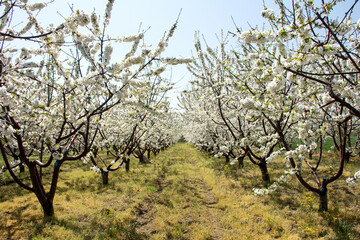 Blooming cherry garden. Rows of fruit trees with white flowers on the branches in spring in Bulgaria. European private farming.