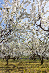 Blooming cherry garden in Bulgaria.