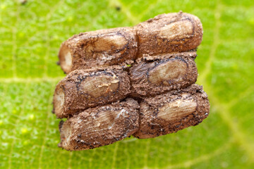 The eggs of the spotted wax cicada are arranged on the leaves, North China