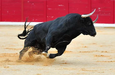 Fototapeten Spanischer schwarzer Stier mit großen Hörnern © alberto