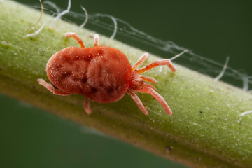 Red mites on wild plants, North China
