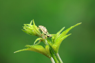Hispidae family insect crawl on plants, North China