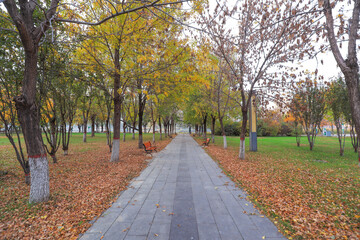 Autumn leaves in the park, North China