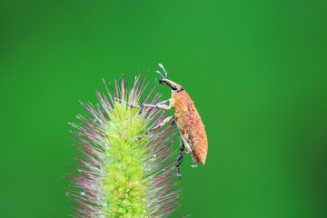 Weevil on wild plants, North China