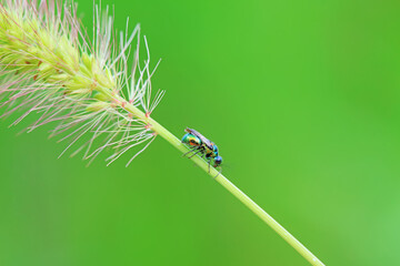 Bee insects in the wild, North China
