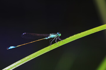 damselfly, a dragonfly insect, North China