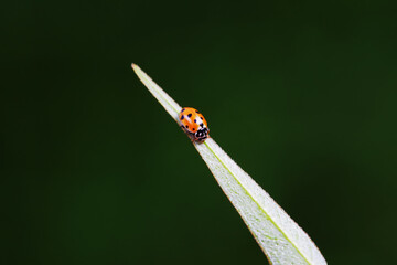 Ladybugs on wild plants, North China