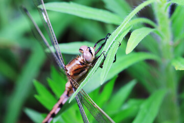 Dragonflies on wild plants, North China