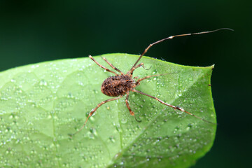 Spiders in the wild, North China