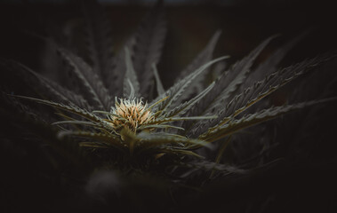 Obraz premium Cannabis