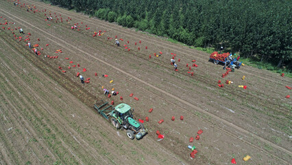 Obraz premium farmers use large agricultural machinery to harvest potatoes on a farm in North China