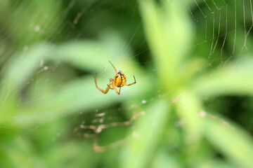 Spiders in the wild, North China