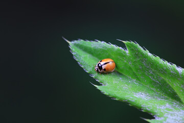 Ladybugs on wild plants, North China