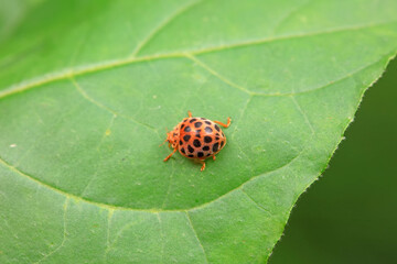 Ladybugs on wild plants, North China