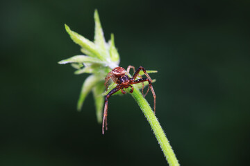 Spiders in the wild, North China